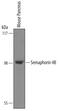 Semaphorin 4B antibody, AF6239, R&D Systems, Western Blot image 