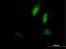 DNA Polymerase Epsilon 3, Accessory Subunit antibody, H00054107-B02P, Novus Biologicals, Immunofluorescence image 