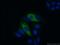 Interferon Induced Protein With Tetratricopeptide Repeats 3 antibody, 15201-1-AP, Proteintech Group, Immunofluorescence image 