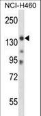 Myosin IIIB antibody, LS-C164493, Lifespan Biosciences, Western Blot image 
