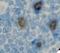 CD25 antibody, LS-C348374, Lifespan Biosciences, Immunohistochemistry frozen image 