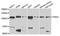 Protein Kinase D2 antibody, orb373141, Biorbyt, Western Blot image 