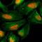 H2A Histone Family Member X antibody, MA5-24663, Invitrogen Antibodies, Immunocytochemistry image 