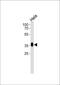 Folate Receptor Alpha antibody, PA5-24186, Invitrogen Antibodies, Western Blot image 