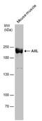 AXL Receptor Tyrosine Kinase antibody, PA5-77875, Invitrogen Antibodies, Western Blot image 