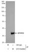 Methylenetetrahydrofolate Dehydrogenase (NADP+ Dependent) 2, Methenyltetrahydrofolate Cyclohydrolase antibody, GTX104990, GeneTex, Immunoprecipitation image 