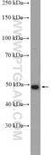 Armadillo Repeat Containing X-Linked 1 antibody, 20193-1-AP, Proteintech Group, Western Blot image 