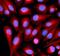 MEK7 antibody, FNab05202, FineTest, Immunofluorescence image 