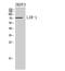 Leukocyte Immunoglobulin Like Receptor B1 antibody, STJ97291, St John