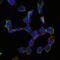 Endoglin antibody, GTX60452, GeneTex, Immunofluorescence image 