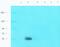 Coagulation Factor VIII antibody, orb381895, Biorbyt, Western Blot image 