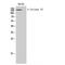 Adenylate Cyclase 9 antibody, LS-C381821, Lifespan Biosciences, Western Blot image 