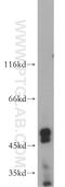 Adhesion Molecule With Ig Like Domain 3 antibody, 21278-1-AP, Proteintech Group, Western Blot image 