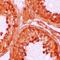 NLR Family Pyrin Domain Containing 9 antibody, orb75484, Biorbyt, Immunohistochemistry paraffin image 