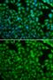 N-Myc Downstream Regulated 1 antibody, GTX55721, GeneTex, Immunofluorescence image 