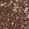 SATB Homeobox 1 antibody, HPA051769, Atlas Antibodies, Immunohistochemistry frozen image 