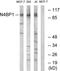 NEDD4 Binding Protein 1 antibody, LS-C120137, Lifespan Biosciences, Western Blot image 