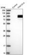 Family With Sequence Similarity 151 Member A antibody, NBP2-13983, Novus Biologicals, Western Blot image 