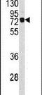 Eukaryotic Elongation Factor, Selenocysteine-TRNA Specific antibody, PA5-26085, Invitrogen Antibodies, Western Blot image 