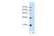 Peroxisomal Biogenesis Factor 3 antibody, PA5-42814, Invitrogen Antibodies, Western Blot image 