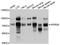 WD Repeat Domain 26 antibody, abx126793, Abbexa, Western Blot image 