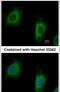 Tetratricopeptide Repeat Domain 1 antibody, PA5-21373, Invitrogen Antibodies, Immunofluorescence image 