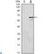 Cyclin Dependent Kinase Inhibitor 1C antibody, LS-C812734, Lifespan Biosciences, Western Blot image 