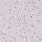 Small Integral Membrane Protein 12 antibody, PA5-64216, Invitrogen Antibodies, Immunohistochemistry frozen image 