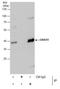 G Protein Subunit Alpha O1 antibody, PA5-30044, Invitrogen Antibodies, Immunoprecipitation image 