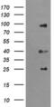 Ubiquitin Specific Peptidase 16 antibody, MA5-26205, Invitrogen Antibodies, Western Blot image 