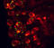 Cholecystokinin A Receptor antibody, AF2680, R&D Systems, Immunohistochemistry frozen image 