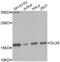 Distal-Less Homeobox 6 antibody, A7667, ABclonal Technology, Western Blot image 