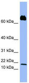 Platelet factor 4 variant antibody, TA346326, Origene, Western Blot image 