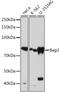 BCL2 Associated Athanogene 3 antibody, GTX02778, GeneTex, Western Blot image 