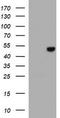 Adipocyte Plasma Membrane Associated Protein antibody, LS-C173594, Lifespan Biosciences, Western Blot image 