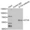 ETS Variant 6 antibody, LS-C331603, Lifespan Biosciences, Immunoprecipitation image 