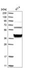 TCP-1 antibody, HPA031082, Atlas Antibodies, Western Blot image 