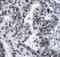 MutL Homolog 1 antibody, FNab05213, FineTest, Immunohistochemistry frozen image 