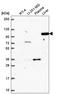 Argonaute RISC Component 4 antibody, HPA068896, Atlas Antibodies, Western Blot image 