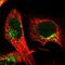 TIMELESS-interacting protein antibody, NBP1-83650, Novus Biologicals, Immunofluorescence image 