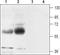 GLAST antibody, TA328837, Origene, Western Blot image 