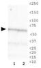 Chromatin assembly factor 1 subunit B antibody, GTX16494, GeneTex, Western Blot image 