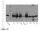 Nucleophosmin 1 antibody, 10306-1-AP, Proteintech Group, Western Blot image 