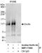 Ring Finger Protein 19A, RBR E3 Ubiquitin Protein Ligase antibody, NBP1-71860, Novus Biologicals, Western Blot image 