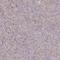 Bridging Integrator 2 antibody, HPA038666, Atlas Antibodies, Immunohistochemistry frozen image 