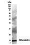 Resistin antibody, NB200-202, Novus Biologicals, Western Blot image 