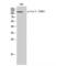 TEK Receptor Tyrosine Kinase antibody, LS-C381032, Lifespan Biosciences, Western Blot image 