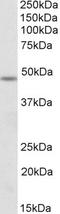 POU Class 3 Homeobox 3 antibody, EB10027, Everest Biotech, Western Blot image 