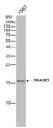 DnaJ Heat Shock Protein Family (Hsp40) Member B3 antibody, PA5-40117, Invitrogen Antibodies, Western Blot image 