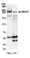 Mediator Complex Subunit 12 antibody, NB100-2357, Novus Biologicals, Western Blot image 